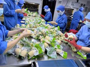 Légumes en conserve : Légumes <span class=keywords><strong>de</strong></span> <span class=keywords><strong>bambou</strong></span> frais coupés en morceaux aléatoires, paquet <span class=keywords><strong>de</strong></span> 1 kg - Product Image 6