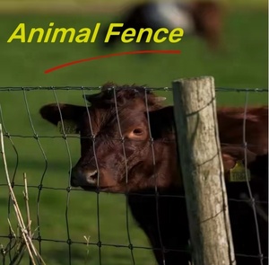 Nhà Sản Xuất Mạ Kẽm Dê Nuôi Hàng Rào/Trang Trại Hàng Rào/Cừu Và Bò Hàng Rào <span class=keywords><strong>Net</strong></span> Hàng Rào Ngoài Trời Thân Thiện Với Môi Dễ Dàng Lắp Ráp - Product Image 6