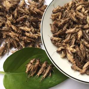 <span class=keywords><strong>Grillons</strong></span> séchés en gros, insectes <span class=keywords><strong>comestibles</strong></span>, nourriture pour animaux de compagnie - Product Image 6