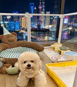 Valla para Perros y Conejos, Valla para Mascotas de ABS, Alta Permeabilidad, Transparente, Engrosada, Anti-caídas, Personalizable para Interiores/Exteriores - Product Image 6