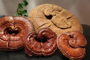 Extracto de hongo Reishi de alta calidad Ganoderma Lucidum Spore Oil Softgel Ganoderma Reishi Spore Oil - Product Image 2