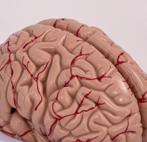 Modèle d'anatomie du cerveau humain Modèle anatomique en PVC en 8 parties pour modèle de neuroscience pour hôpital - Product Image 6