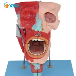 الطبية العلمية نموذج تشريح رئيس العضلات الأنف الفم الحلق رئيس نموذج تشريح