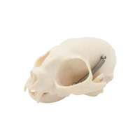 Crâne de chat modèle biologie Mini taille crâne de chat anatomie Animal scientifique os outil d'enseignement équipement éducatif
