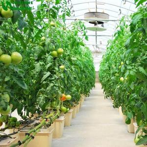 Sistema di botti olandese idroponico per pomodori e altri ortaggi in botti di plastica <span class=keywords><strong>Barto</strong></span> - Product Image 5