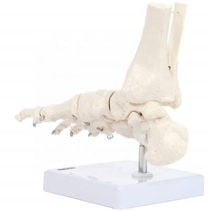 Productie Van Hoge Kwaliteit Medische Anatomie Voet Gewricht Skelet Model Voor Medische Wetenschap Onderwijs Levensgroot Menselijk Voetgewricht Model - Product Image 4