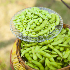 Commercio all'ingrosso della fabbrica di soia verde congelata di alta qualità <span class=keywords><strong>Edamame</strong></span> verde congelato - Product Image 4