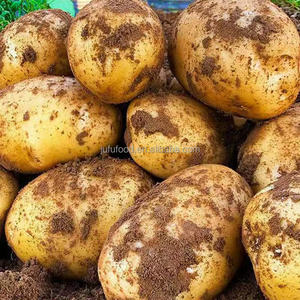Pommes <span class=keywords><strong>de</strong></span> <span class=keywords><strong>terre</strong></span> douces biologiques <span class=keywords><strong>de</strong></span> la nouvelle récolte, pommes <span class=keywords><strong>de</strong></span> <span class=keywords><strong>terre</strong></span> fraîches à prix avantageux - Product Image 4