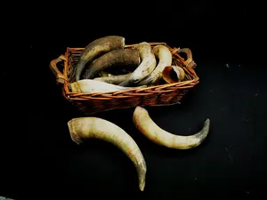 Par de cuerno largo montado en la pared de búfalo real hecho a mano con kit de montaje para decoración de tema occidental a precio asequible - Product Image 3