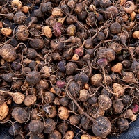Fabricant de poudre d'extrait de racine de Maca biologique pur du pérou