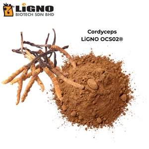 Fabricant Malaisien de Poudre de Champignon Ophiocordyceps Sinensis LiGNO OCS02 Certifiée Halal et Casher, Qualité Alimentaire, OEM - Product Image 2