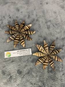 ถุงมือเปลือกหอยจากเวียดนาม - Product Image 4