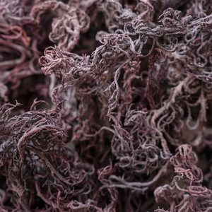 Seamoss | แห้งสีน้ำตาลเหลืองม่วงสาหร่าย Eucheuma cottonni เวียดนาม100% ธรรมชาติจากเวียดนาม - Product Image 1