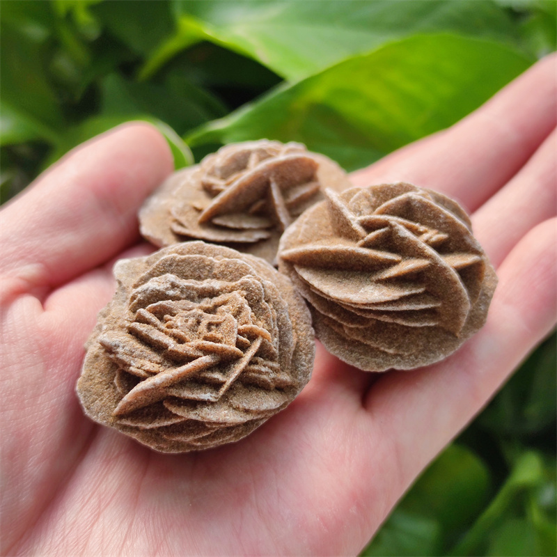 Desert Rose