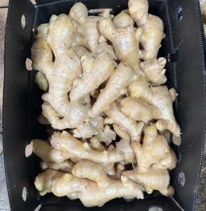 <span class=keywords><strong>Jengibre</strong></span> Fresco Orgánico, Ingredientes Alimenticios Naturales de Vietnam - Product Image 4