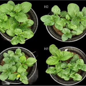 Pabrik dipasok kelas industri diamonium hidrogen fosfat aditif makanan untuk sayuran dan buah - Product Image 1