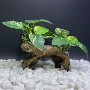 Decorações para Aquário, Ornamentos para Tanque de Peixes, Rede de Folha de Seda para Betta, Caverna de Madeira Artificial, Acessórios para Aquário de Peixes Dourados - Product Image 1