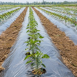 Plástico para acolchado agrícola plateado y negro, película de doble capa plateada que refleja la luz y negra que elimina las malas hierbas - Product Image 1