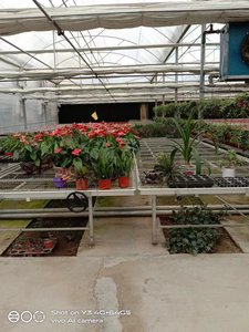 <span class=keywords><strong>Grande</strong></span> <span class=keywords><strong>table</strong></span> <span class=keywords><strong>de</strong></span> culture hydroponique pour pépinière avec bancs roulants, structure en acier galvanisé à chaud - Product Image 4