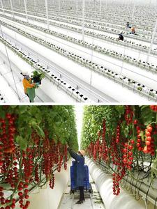 Serre de culture agricole en verre intelligente pour légumes, avec contrôle climatique, pour la construction et la rénovation - Product Image 5