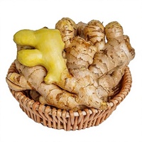 Graines de gingembre frais de qualité supérieure Gingembre séché Fournisseur biologique Gingembre frais de Chine