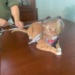 Bozales ligeros para gatos para el cuidado de mascotas, accesorio para morder con vista abierta para bañarse y clavar - Product Image 4