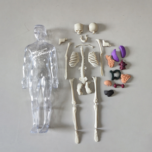 Mini Modelo de Torso para Enseñanza, <span class=keywords><strong>Cuerpo</strong></span> <span class=keywords><strong>Humano</strong></span> Anatómico de 32 cm, Juguete Educativo Musculoesquelético para Niños, Modelo 3D Biomédico <span class=keywords><strong>Desmontable</strong></span> - Product Image 4