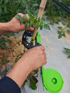Máquina Atadora de Plantas Eficiente para Cultivos de Tomate, Uva y Vides en Invernadero - Product Image 5
