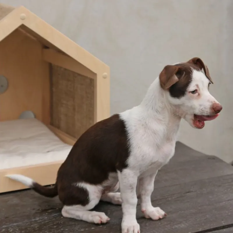 Komfortable Pet Cottage Umwelt freundliche Materialien Kleine Hunde box Welpen möbel Gemütliches Katzen bett Haus