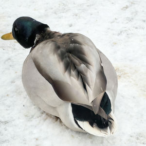 Señuelo de Pato Mallard Flotante de Primera Calidad, Plástico Flocado para Caza, Cebo y Adorno para Piscina o Jardín - Product Image 3