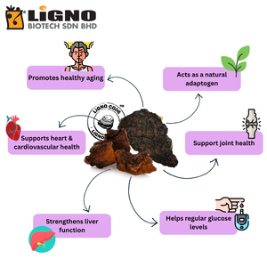 ผงชากา LiGNO CG06 จากมาเลเซีย ยอดขายอันดับหนึ่ง ได้รับการรับรองฮาลาลและโคเชอร์ ช่วยชะลอวัย ผลิตแบบ OEM ODM สำหรับเครื่องสำอาง - Product Image 3
