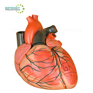 ज्वलंत मानव अंगों शरीर शरीर रचना विज्ञान दिल मॉडल - Product Image 1