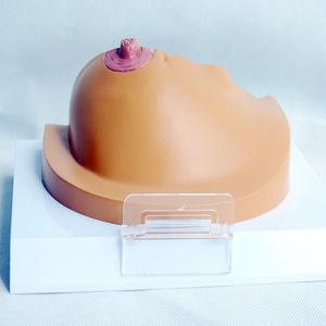 Modelo Anatómico de Seno Humano para Patología y Enfermedades, Material de PVC para Aprendizaje y Entrenamiento en Ciencias Médicas - Product Image 5