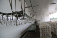 Machine de transformation de volailles ODM OEM pour l'usine de transformation de volailles congelées et l'abattoir