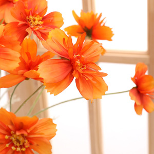 WFR185 Venta al por mayor 3 cabezas Artificial Real Touch Daisy Crisantemo Flor <span class=keywords><strong>Cosmo</strong></span> Bipinnatus Galsang Flor para la decoración de la boda - Product Image 4