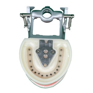 Modèle d'anatomie dentaire HDF, 32 dents, gencives souples en silicone médical, modèle pédagogique pour usage domestique - Product Image 3
