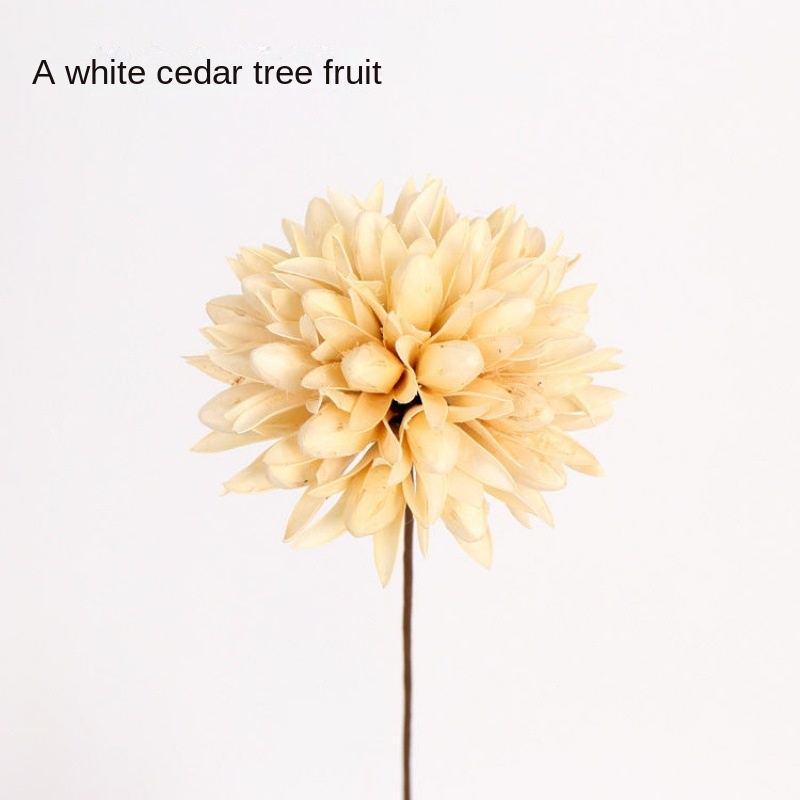 A White Toona Tree Fruit [Send a Bundle of Flowers, Leaves and H