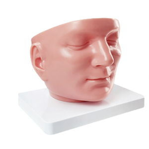 Cabeza anatómica regional de gran oferta con modelo de enseñanza médica Dura Mater, modelo de gran venta, 2 unidades - Product Image 6