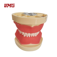 Modelo de dientes para enseñanza Dental infantil, modelo de diente de demostración tipodno estándar