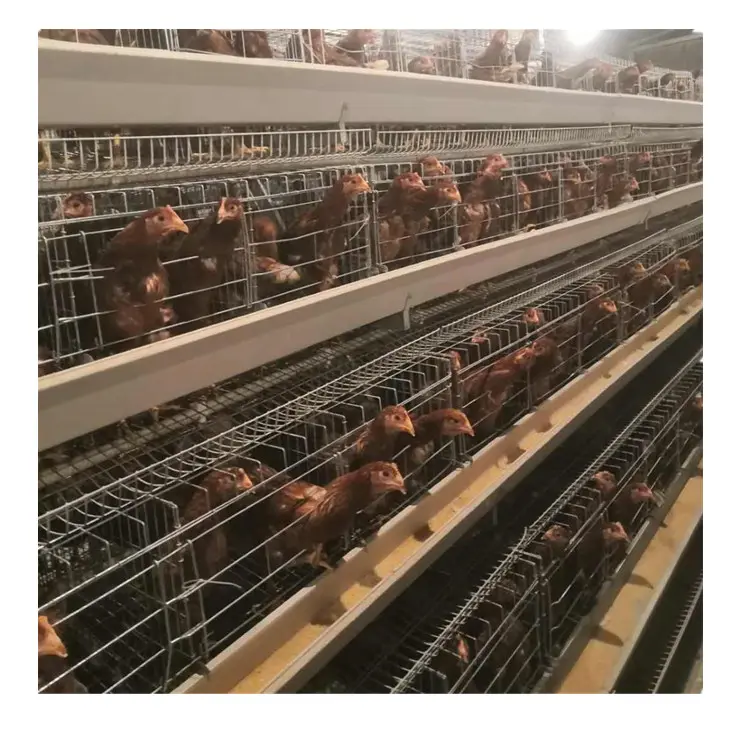 Çin Tedarikçisi Zimbabve Kümes Hayvanları Çiftliği Tavuk Ev Tasarımları Yumurtacı tavuk Yetiştiriciliği Pil Kafes