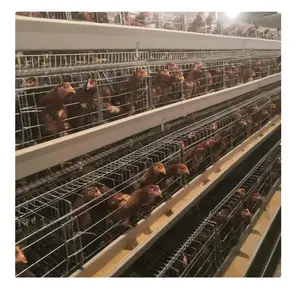 中国サプライヤージンバブエチキンハウスデザイン養鶏場産卵鶏繁殖バッテリーケージ