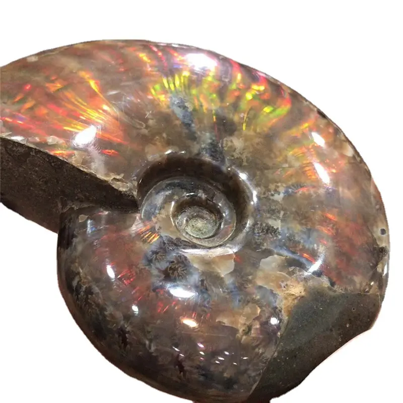 HOT SALE หินธรรมชาติที่มีสีสัน Rainbow ขัดฟอสซิล ammonite หิน Conch หอยทากสำหรับตกแต่งบ้าน