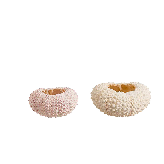 POPETPOP Seeigelschalen – 8 Stück, Echte Gehäuse Als Pflanztöpfe, 5 X 4,5 X 6 Cm, Bunt