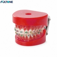 Modèles de dents anatomiques Fultone pour études orthodontiques et dentaires, conformes aux normes médicales