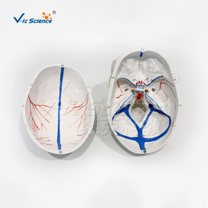 Modelo de cráneo humano VIC0157 con distribución vascular intracraniana natural, specimen de cráneo digitalmente etiquetado - Product Image 2