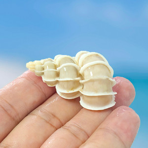 Caracoles <span class=keywords><strong>De</strong></span> León pulidos naturales Colección <span class=keywords><strong>de</strong></span> caracoles marinos raros <span class=keywords><strong>de</strong></span> fama mundial Tanques <span class=keywords><strong>de</strong></span> peces Artesanías <span class=keywords><strong>de</strong></span> conchas Tema <span class=keywords><strong>de</strong></span> amor Accesorios marinos - Product Image 3