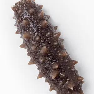 foodstuffs Sea Cucumber food products whole sale supply Dried Sea Cucumber Price