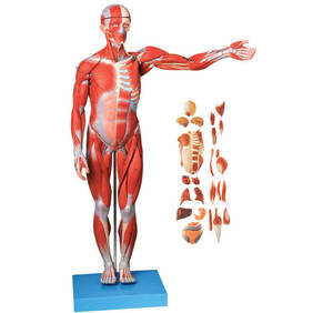 Modèle d'anatomie musculaire du <span class=keywords><strong>corps</strong></span> <span class=keywords><strong>humain</strong></span> grandeur nature de 170 cm avec organes internes - Product Image 1