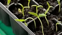 Plateau de semis réutilisable en plastique à 72 alvéoles pour la germination des légumes en serre