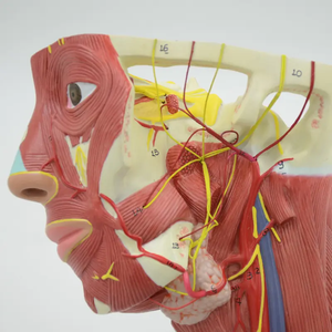 Модель увеличения вены головы, медицинский прибор, модель научного инструмента, модель обучения медицинской науке, модель анатомии - Product Image 3